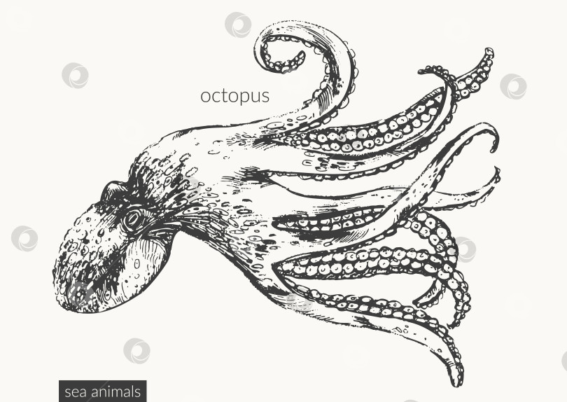Скачать Векторная иллюстрация морских животных фотосток Ozero