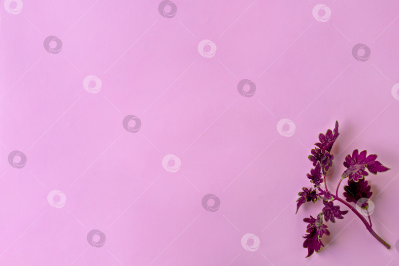 Скачать Цветущая ветка персика на розовом фоне. Символ зарождения жизни и пробуждения природы. фотосток Ozero