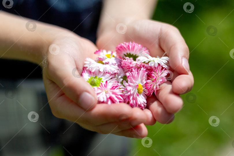Скачать Много цветов маргариток в детских ладошках солнечным летним днем в подарок фотосток Ozero