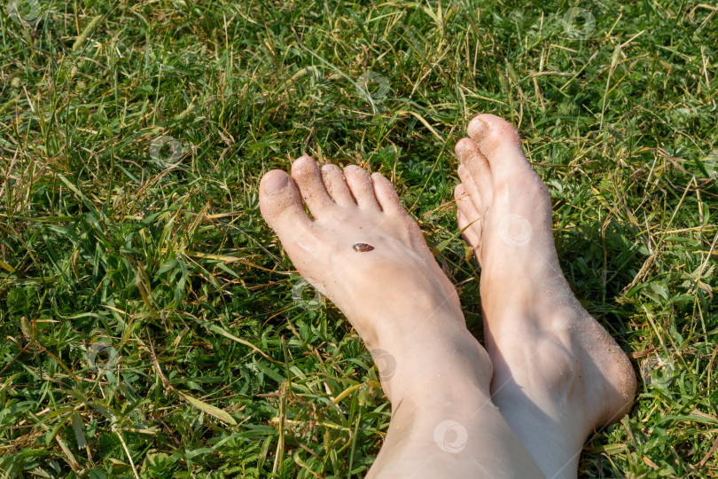 Скачать Ступни женских ног в песке и ракушках отдыхают на зеленой траве. концепция отдыха на берегу моря в яркий, жаркий и солнечный день фотосток Ozero