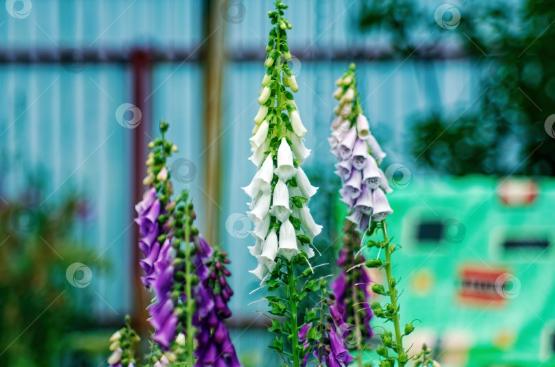 Скачать Маленькие цветочки-колокольчики в саду фотосток Ozero