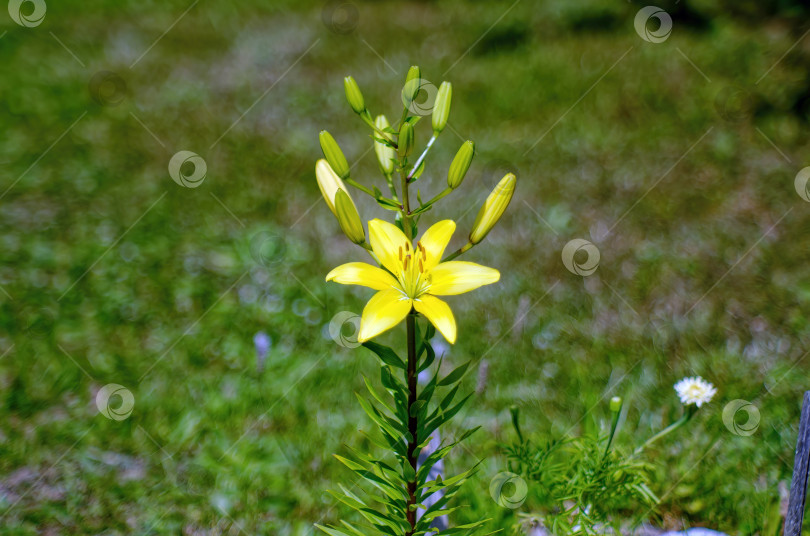 Скачать Цветы желтых лилий в саду фотосток Ozero