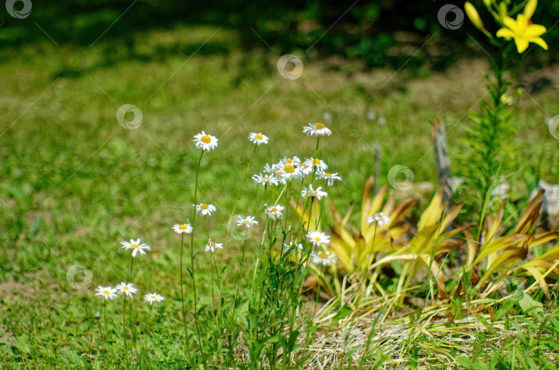 Скачать Цветы желтых лилий в саду фотосток Ozero