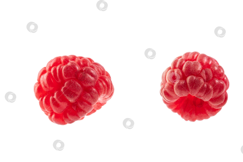 Скачать спелая красная лесная малина без листьев, выделяющаяся на белом фоне фотосток Ozero