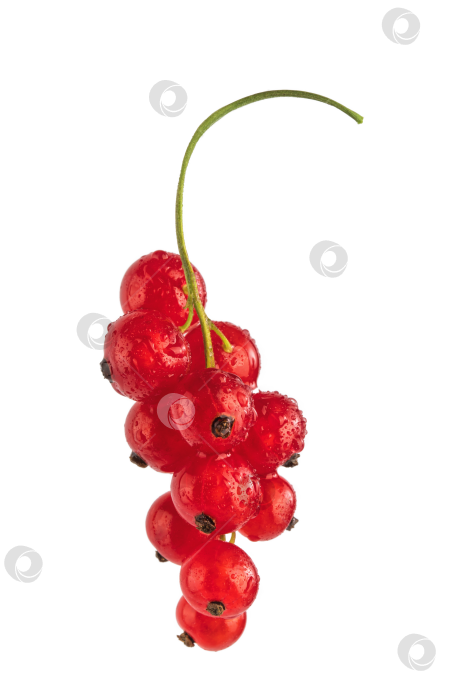 Скачать кисточка из ягод красной смородины, выделяющихся на белом фоне фотосток Ozero