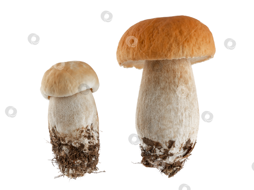 Скачать белые грибы, подберезовики, изолят на белом фоне фотосток Ozero
