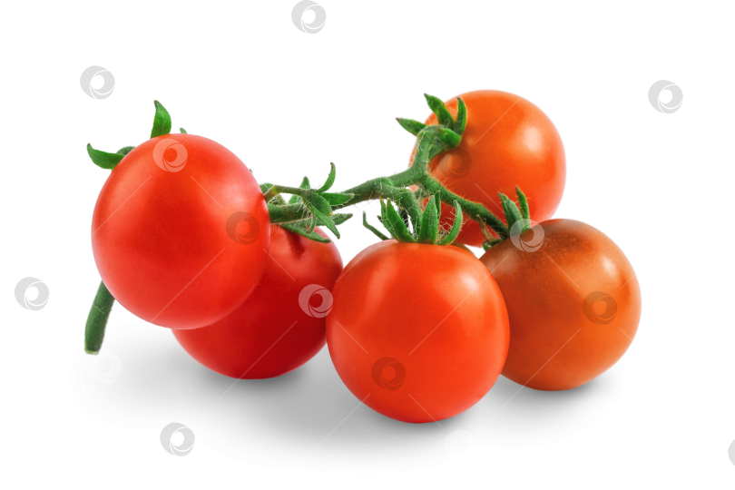 Скачать красные круглые помидоры на ветке, изолированные на белом фоне фотосток Ozero