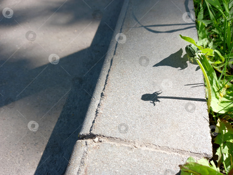 Скачать Контрасты. Уличная сцена с бутоном одуванчика и тенями на заднем плане. фотосток Ozero