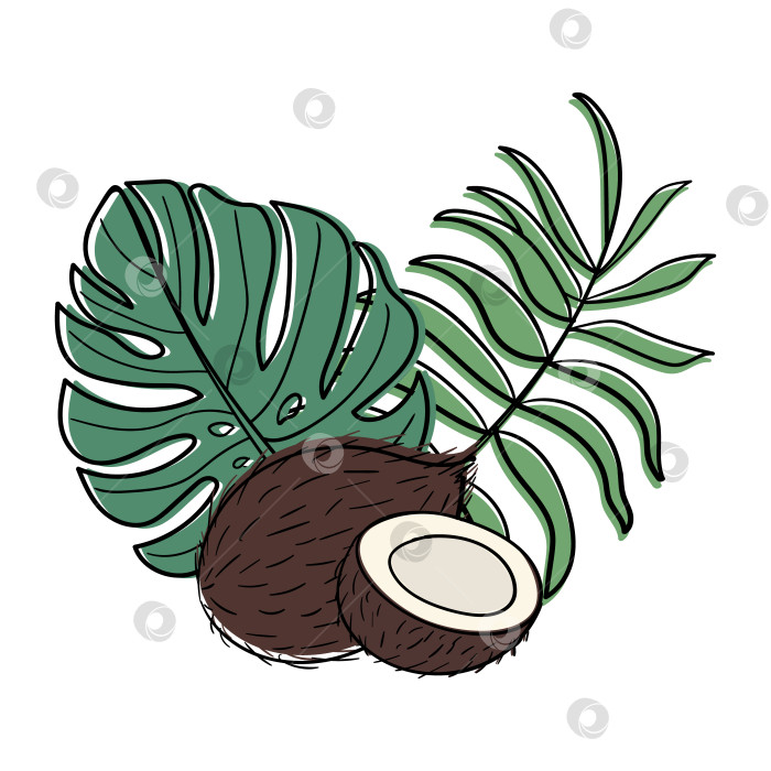 Скачать Иллюстрация кокоса и половинки кокоса с тропическими листьями фотосток Ozero