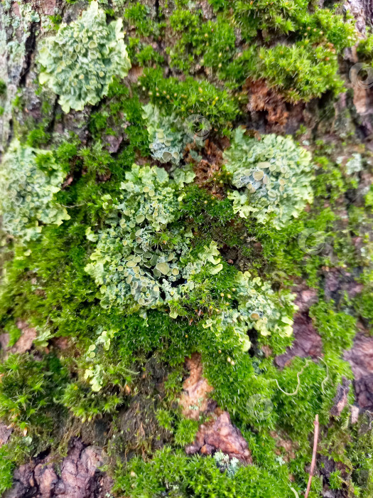 Скачать Ярко-зеленый мох с грибами на стволе дерева после дождя. Абстрактный природный фон. Концепция экологии и природы фотосток Ozero