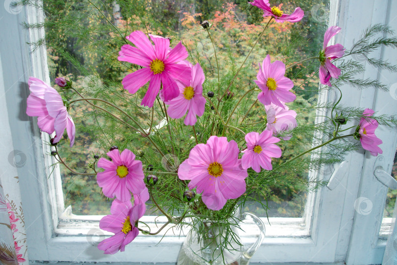 Скачать Букет нежных розовых цветов космеи на подоконнике солнечным летним днем на фоне зелени за окном. Идея домашнего уюта, хюгге. Радостная атмосфера фотосток Ozero