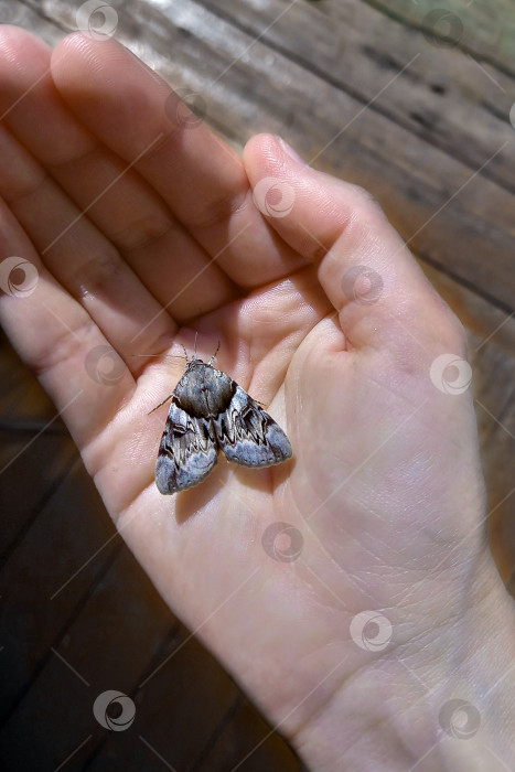 Скачать Голубой мотылек с красивыми узорчатыми крылышками на женской ладони. Взаимодействие с природой. экологическая проблема фотосток Ozero