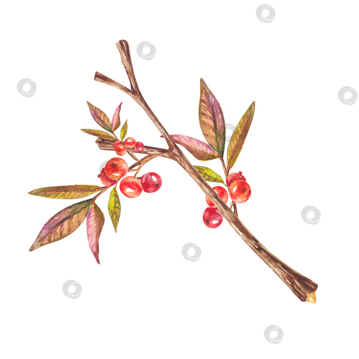 Скачать Красные акварельные ягоды на веточке с листьями, выделенными на белом фоне. Акварельная иллюстрация с ягодами и листьями. Подходит для дизайна, упаковки, открыток, обоев, приглашений фотосток Ozero