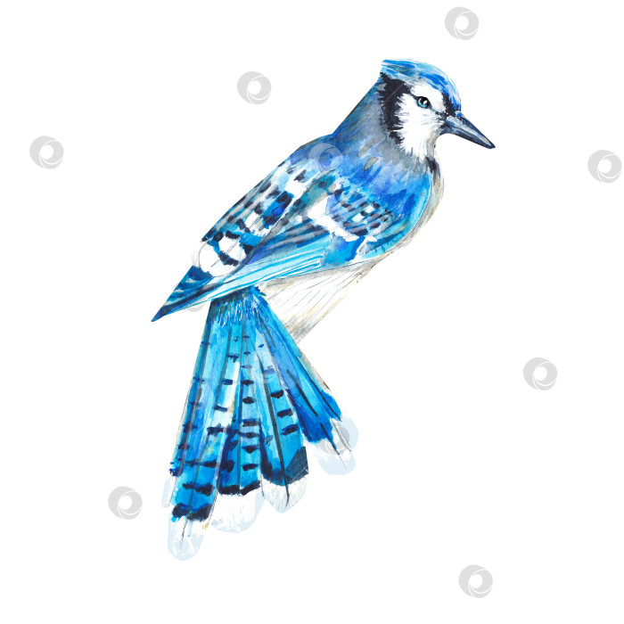 Скачать Акварельная иллюстрация голубой сойки, изолированной на белом фоне. Красивая синяя реалистичная птица. Нарисованный от руки, акварелью. Подходит для дизайна, упаковки, открыток, приглашений, буклетов фотосток Ozero