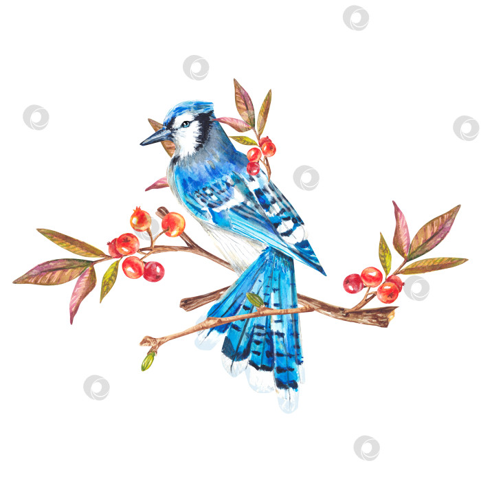 Скачать Голубая сойка сидит на ветке с ягодами. Нарисованная от руки иллюстрация на белом фоне. Одинокая птица на ветке. Подходит для дизайна, текстиля, печати, открыток, свадебных приглашений фотосток Ozero
