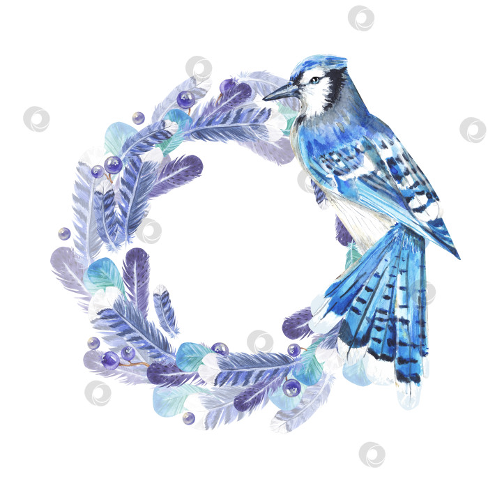 Скачать Круглая рамка из синих перьев с изображением голубой сойки, выделенной на белом фоне. Акварельная иллюстрация венка из птичьих перьев. Рисунок подходит для поздравительных открыток, приглашений, обложек, дизайна. фотосток Ozero