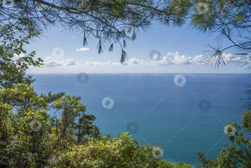 Скачать Вид на море из прибрежного леса. фотосток Ozero