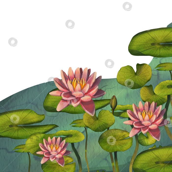 Скачать Баннер с розовым водяным цветком. Акварельная иллюстрация с лотосом и круглыми листьями в воде. Японский цветок лотоса. Иллюстрация подходит для оформления открыток, упаковок, приглашений. фотосток Ozero