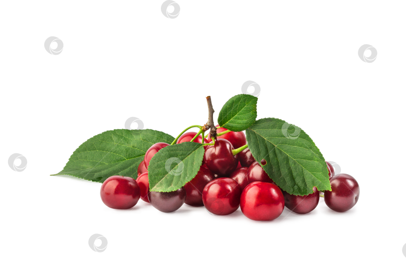 Скачать спелые вишневые ягоды на ветке, выделяющиеся на белом фоне фотосток Ozero