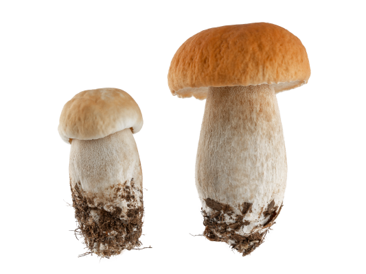 [object Object] undefined