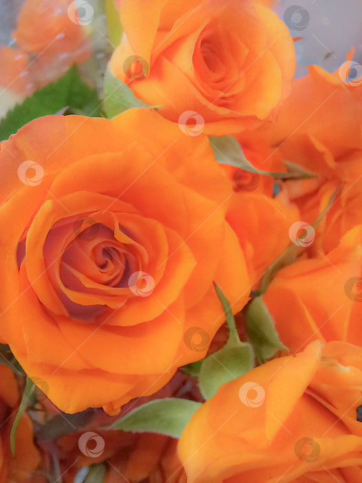 Скачать Размытая съемка красивого букета оранжевых роз. Для фона поздравления, поздравительных открыток. Символ любви и благодарности. расфокусируйся. фотосток Ozero