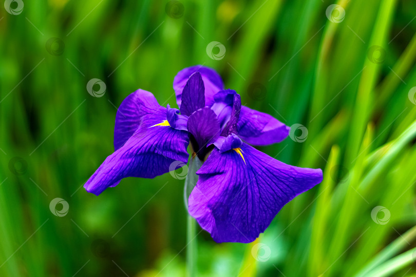 Скачать Ярко-фиолетовый цветок ириса в зеленой траве солнечным летним днем фотосток Ozero