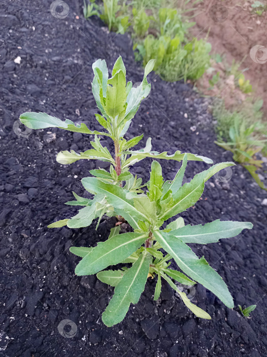 Скачать Сорняки кукурузного чертополоха Sonchus arvensis прорастают сквозь асфальт. Понятие выносливости, терпимости к трудностям, преодолению препятствий, живучести. фотосток Ozero