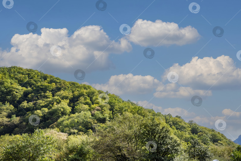 Скачать Горы и леса Абхазии. фотосток Ozero