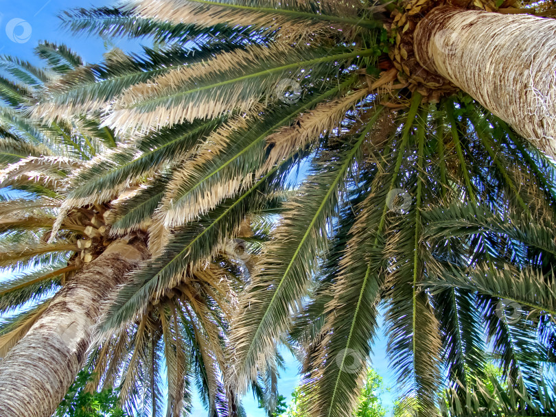Скачать Пальмы. Вид снизу вверх на ветви, листья и голубое небо. Естественный фон фотосток Ozero