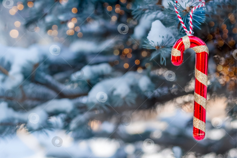 Скачать Рождественская голубая ель, покрытая снегом на открытом воздухе в ясный зимний день. Украшен красным леденцом на палочке. С наступающим Новым 2023 годом. Поздравительная рождественская открытка. Место для текста. фотосток Ozero