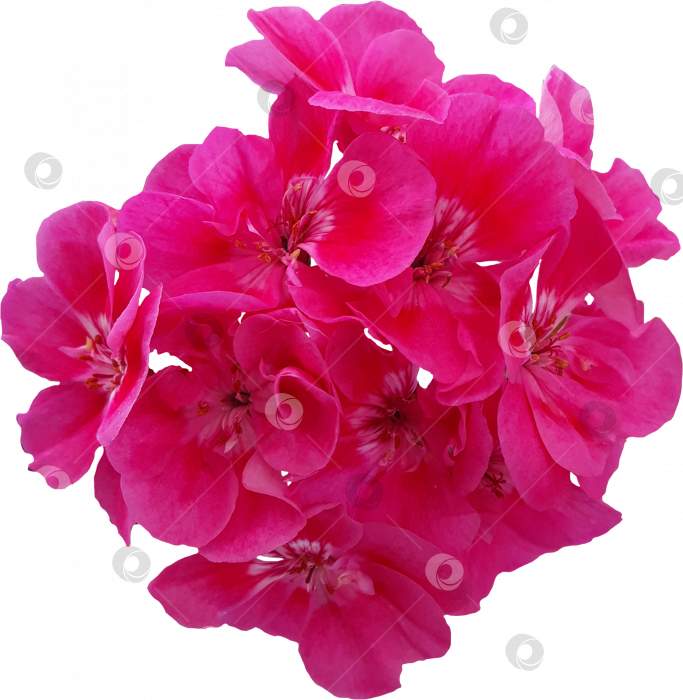 Скачать Цветок розовой герани в соцветии. PNG-файл фотосток Ozero