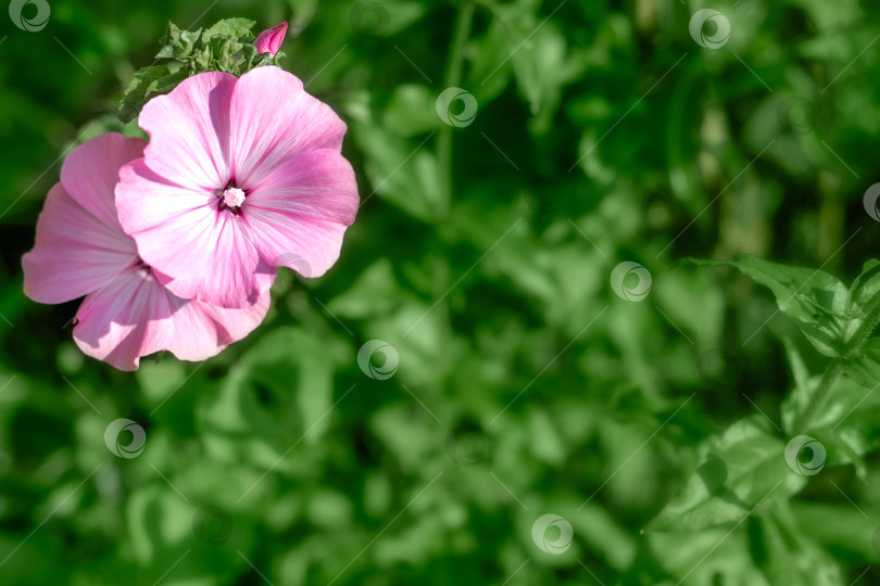 Скачать Открытка с розовыми цветами вьюнка в зелени сада летним днем. Место для текста фотосток Ozero