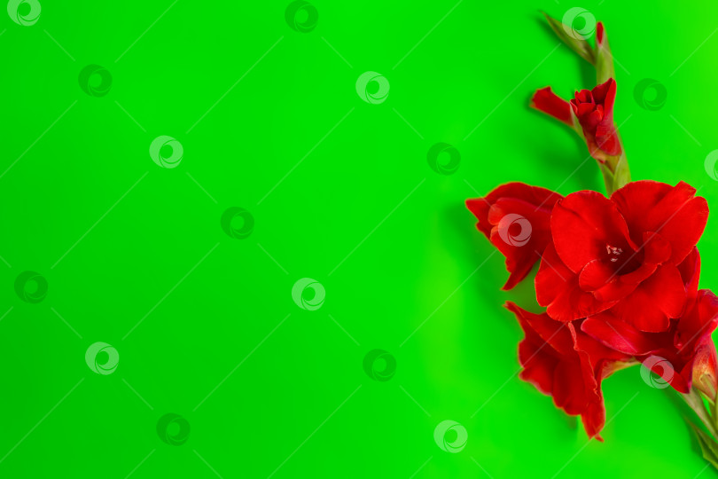 Скачать Сверху красные цветы гладиолуса на зеленом фоне. Вид сверху, плоская планировка, женственная композиция. Поздравительная открытка на День Святого Валентина. Каникулы. Место для текста. Пространство для копирования фотосток Ozero