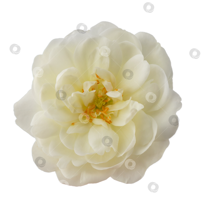 Скачать белая роза или шиповник на стебле, выделенные на белом фоне фотосток Ozero