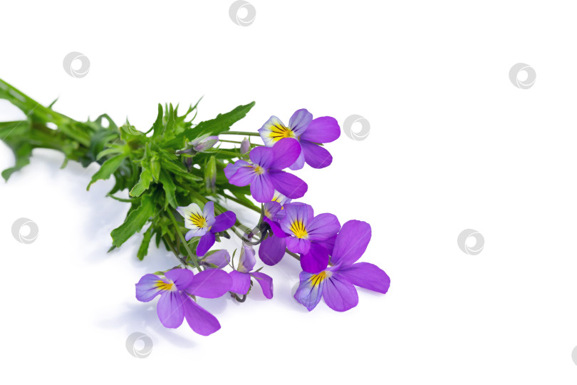 Скачать луговые цветы, букет из фиолетовых и желтых фиалок фотосток Ozero