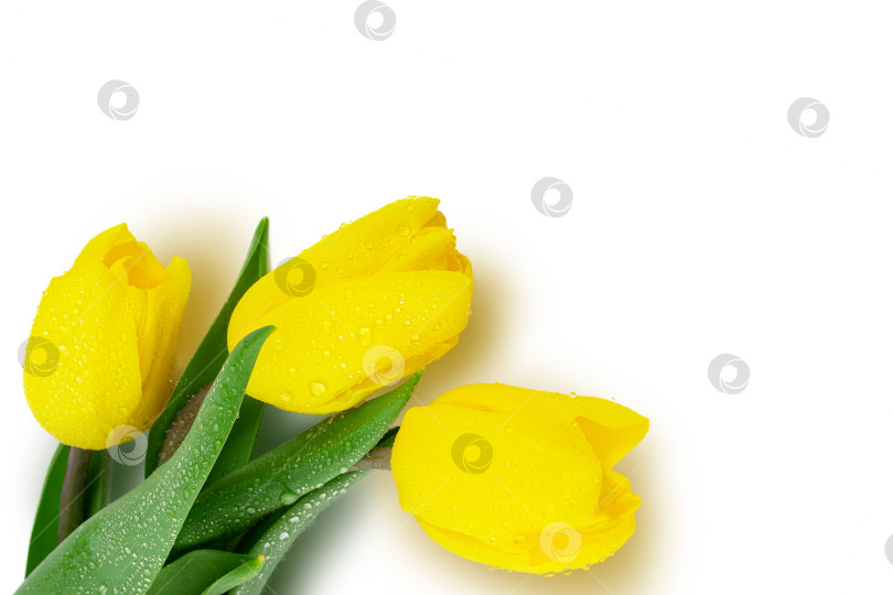 Скачать весенние цветы, тюльпаны с каплями воды на лепестках фотосток Ozero