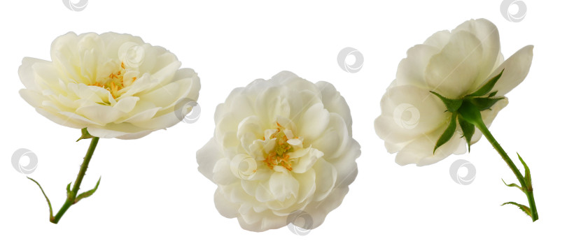 Скачать белая роза или шиповник на стебле, выделенные на белом фоне фотосток Ozero