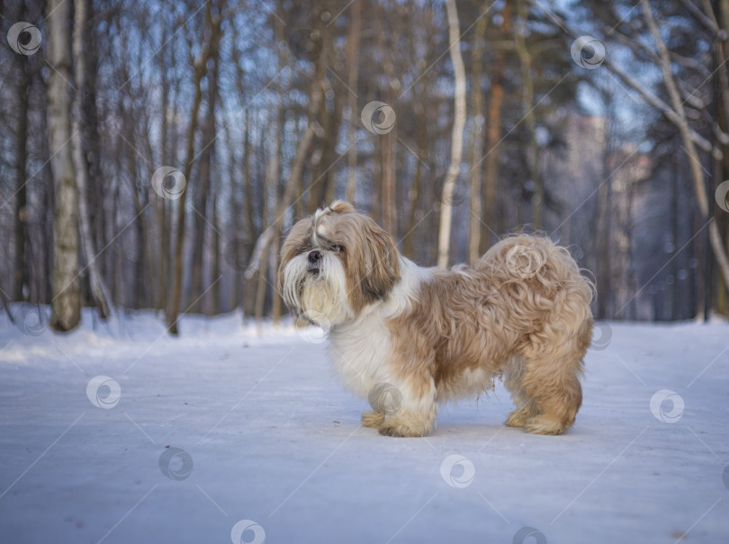 Скачать собака ши тцу фотосток Ozero