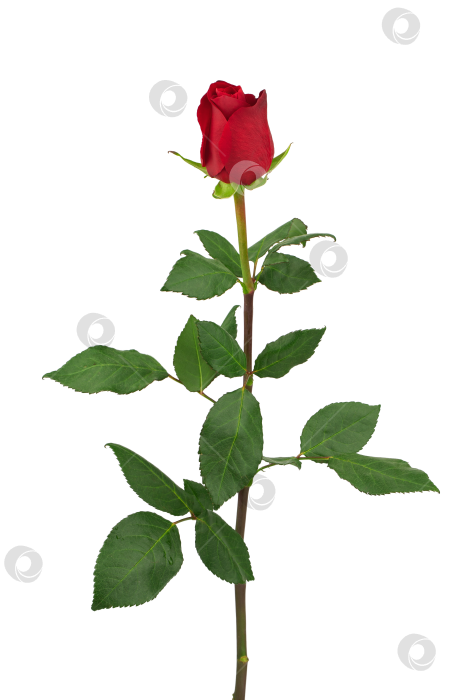 Скачать цветущая красная роза с зелеными листьями, выделяющаяся на белом фоне фотосток Ozero