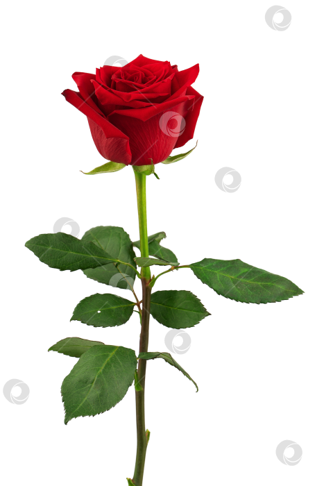 Скачать цветущая красная роза с зелеными листьями, выделяющаяся на белом фоне фотосток Ozero