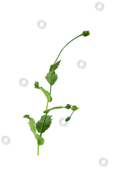 Скачать цветок мака и бутон на стебле с листьями, изолированные на белом фоне фотосток Ozero