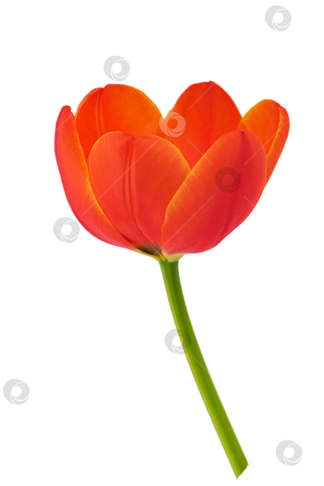 Скачать цветущие тюльпаны с листьями, выделенными на белом фоне фотосток Ozero