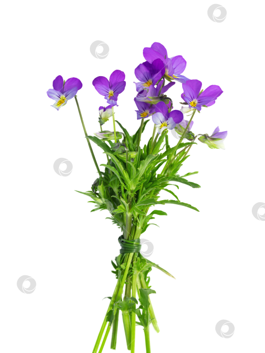 Скачать луговые цветы, букет фиолетовых и желтых фиалок, перевязанный стеблем травы, выделяются на белом фоне фотосток Ozero