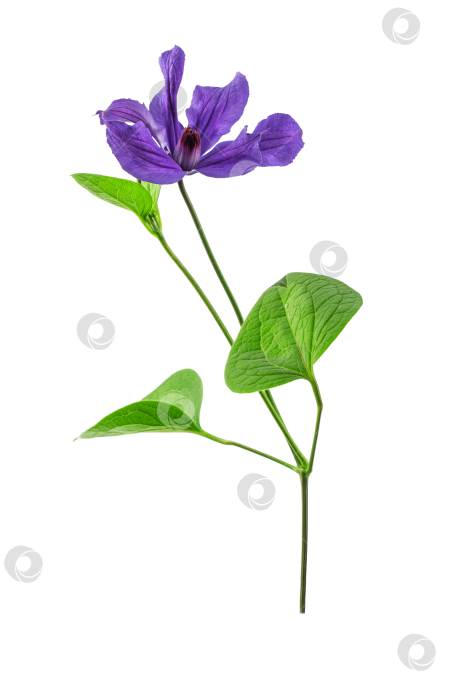 Скачать ветка клематиса с зелеными листьями и голубыми цветами, выделяющаяся на белом фоне фотосток Ozero