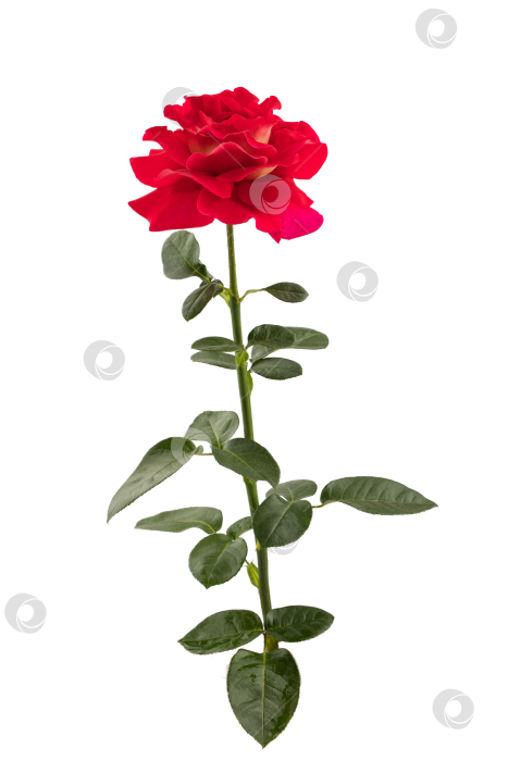 Скачать цветущая розовая роза с зелеными листьями, выделяющаяся на белом фоне фотосток Ozero
