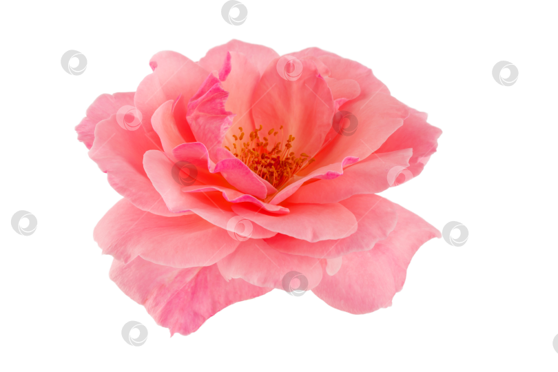Скачать цветущая розовая роза с зелеными листьями, выделяющаяся на белом фоне фотосток Ozero