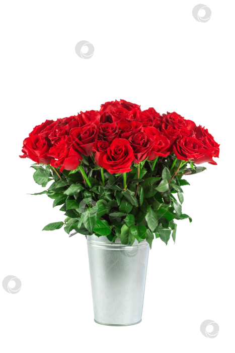 Скачать букет из красных роз, изолированных на белом фоне фотосток Ozero