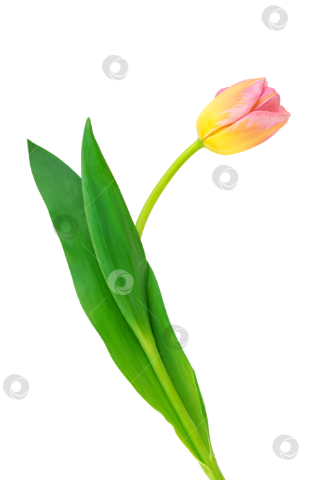 Скачать весенние цветы, тюльпаны с каплями воды на лепестках фотосток Ozero