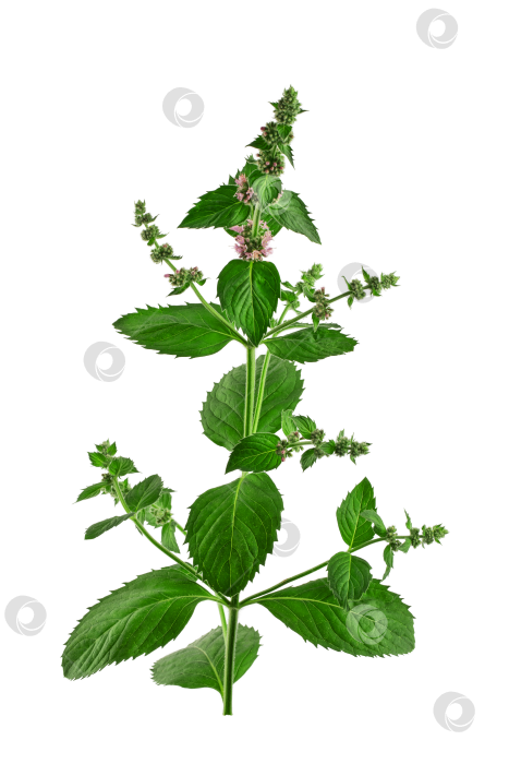 Скачать цветущее растение мяты перечной, изолированное на белом фоне фотосток Ozero