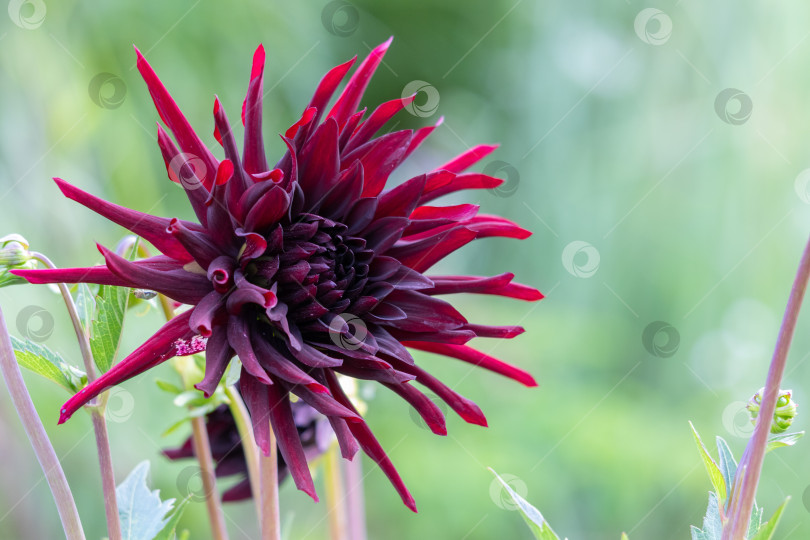 Скачать крупный план цветка георгина в саду фотосток Ozero